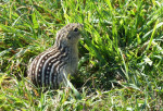 Eleven-lines squirrel, of zoiets... 